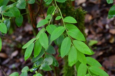 Vaccinium leucanthum, photographed by Neptalí Ramírez Marcial