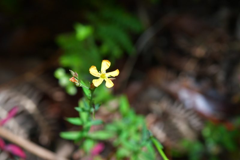 Hypericum silenoides, photographed by Neptalí Ramírez Marcial