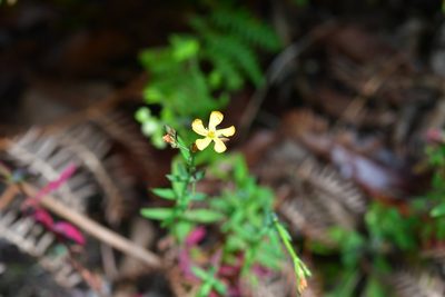 Hypericum silenoides, photographed by Neptalí Ramírez Marcial