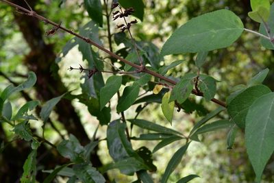 Salvia karwinskii, photographed by Neptalí Ramírez Marcial