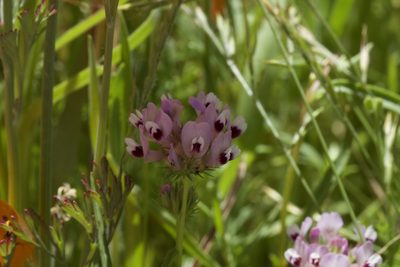 Trifolium willdenovii, photographed by Arvel Hernandez