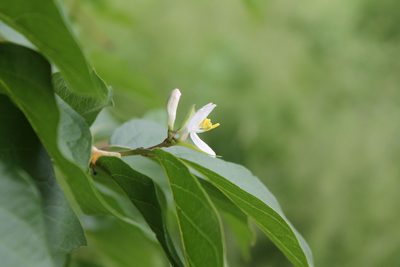 Lonicera maackii, photographed by Violet T.