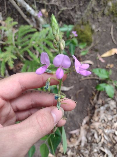 Desmodium intortum, photographed by Kevin Faccenda