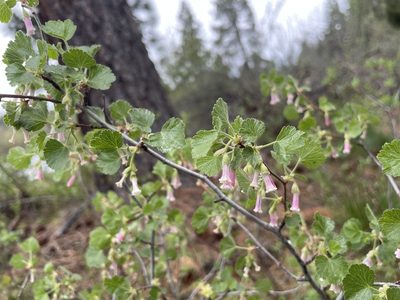 Ribes cereum, photographed by Roger Rittmaster