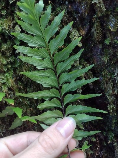 Asplenium contiguum, photographed by Kevin Faccenda