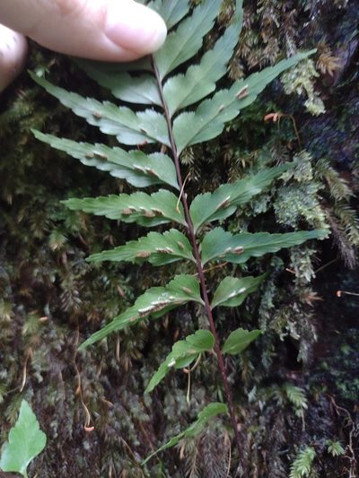 Asplenium contiguum, photographed by Kevin Faccenda