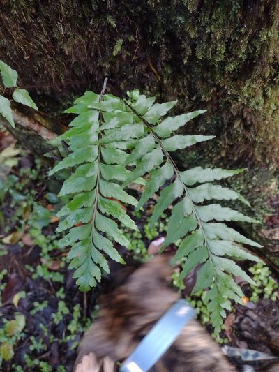 Asplenium contiguum, photographed by Kevin Faccenda