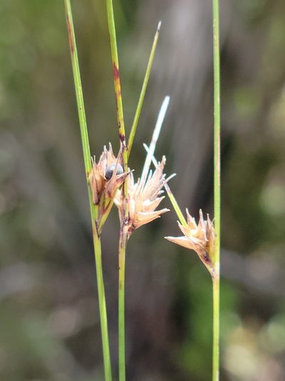 Scleria georgiana, photographed by Jay Horn