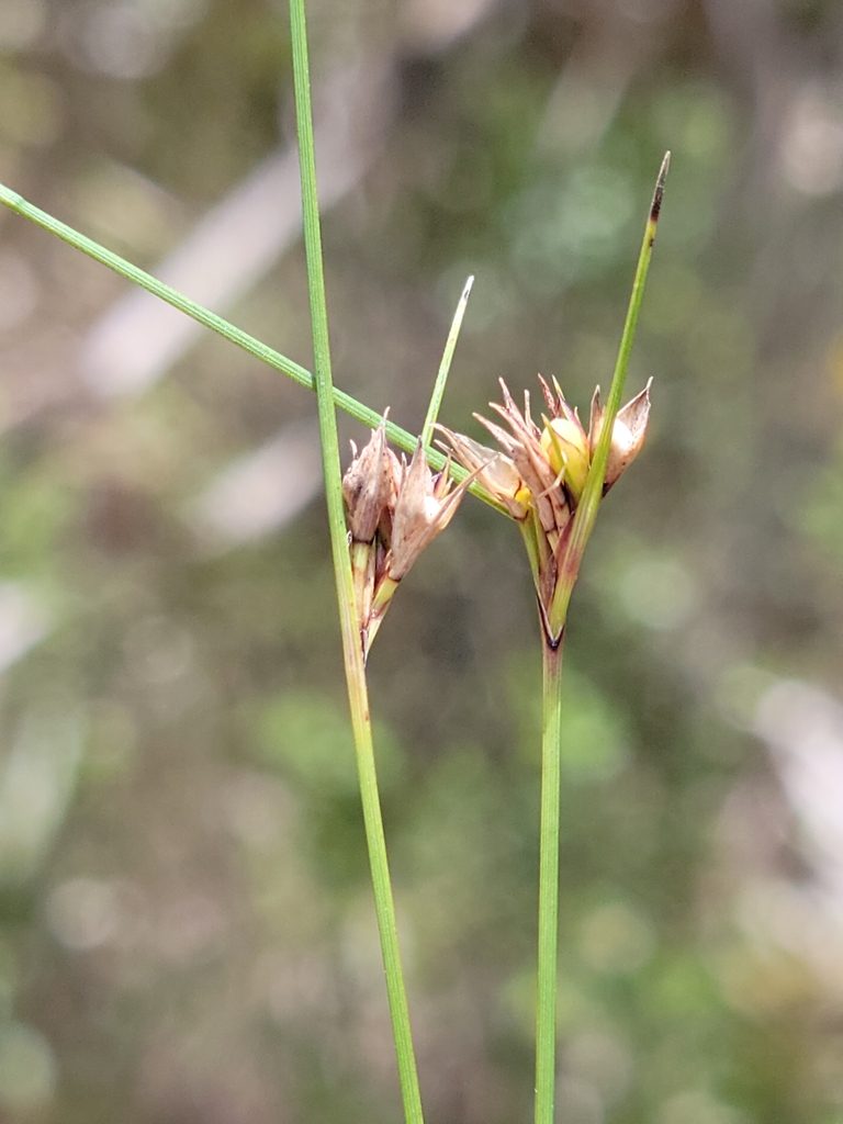 Scleria georgiana, photographed by Jay Horn