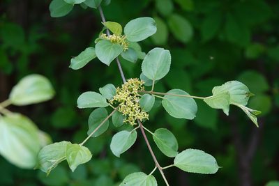 Rhamnus cathartica, photographed by Ian Whyte
