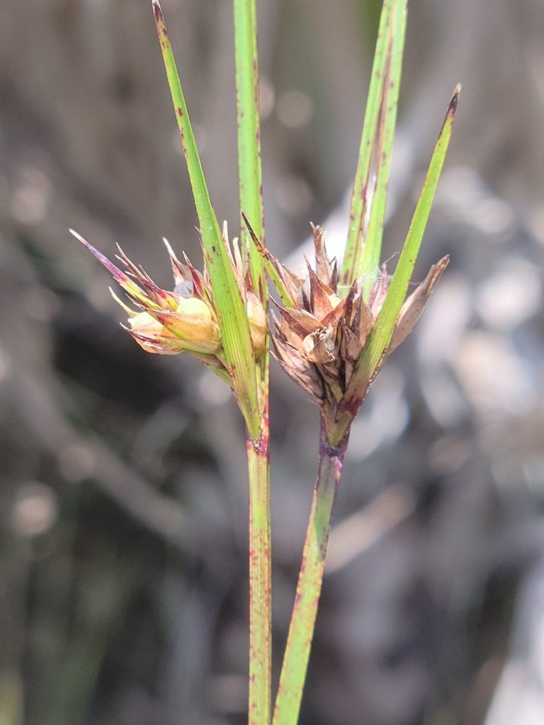 Scleria baldwinii, photographed by Jay Horn