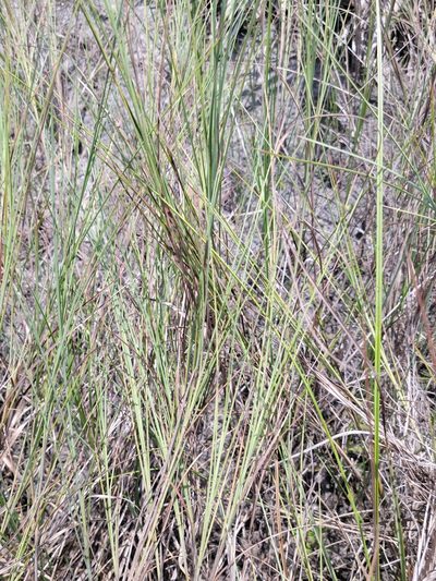 Schizachyrium rhizomatum, photographed by Jay Horn