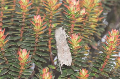 Bonnetia roraimae, photographed by Morten Ross