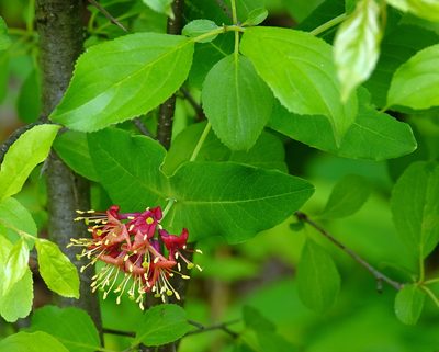 Lonicera dioica, photographed by Ian Whyte