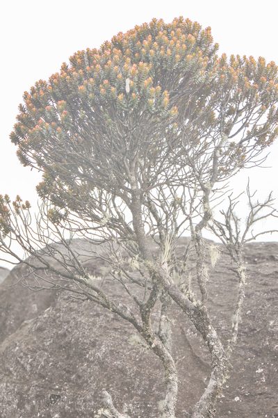 Bonnetia roraimae, photographed by Morten Ross