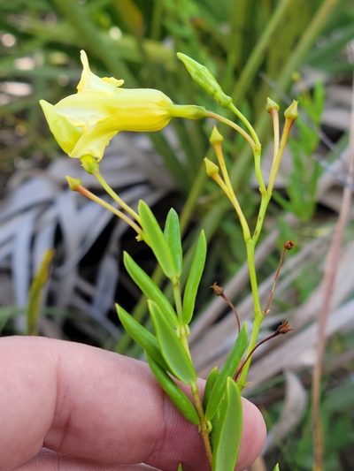 Pentalinon berteroi, photographed by Jay Horn