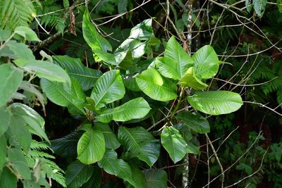 Magnolia sharpii, photographed by Neptalí Ramírez Marcial