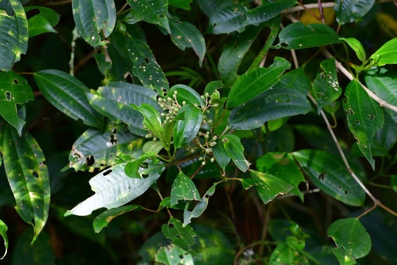 Miconia glaberrima, photographed by Neptalí Ramírez Marcial