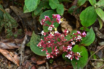 Miconia guatemalensis, photographed by Neptalí Ramírez Marcial