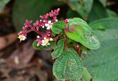 Miconia guatemalensis, photographed by Neptalí Ramírez Marcial