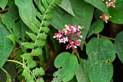 Miconia guatemalensis, photographed by Neptalí Ramírez Marcial