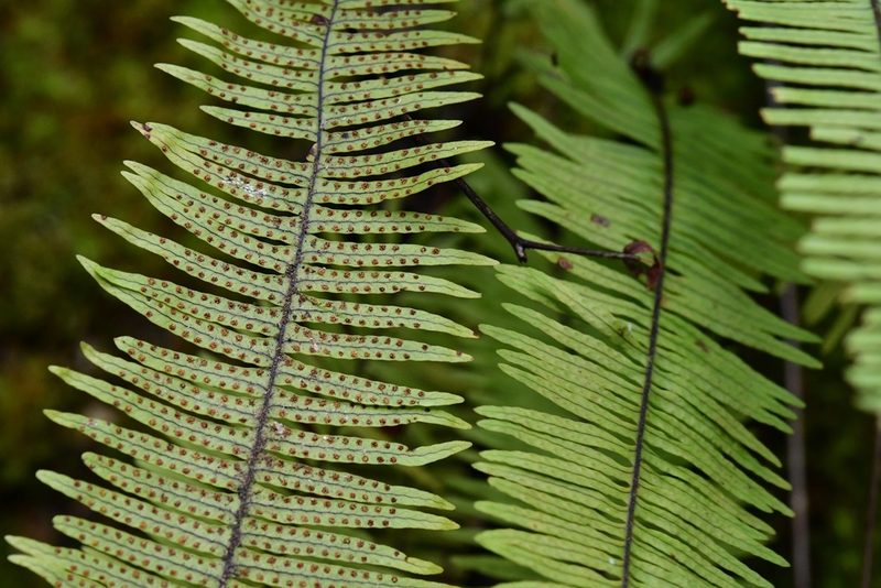 Pecluma struthionis, photographed by Neptalí Ramírez Marcial