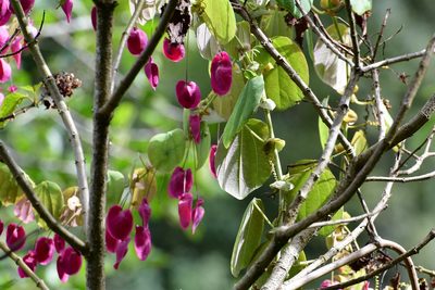 Passiflora membranacea, photographed by Neptalí Ramírez Marcial