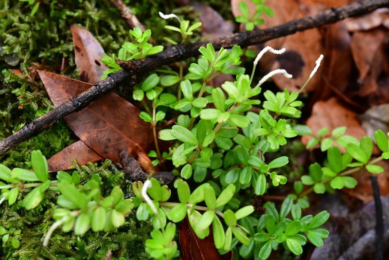 Peperomia conocarpa, photographed by Neptalí Ramírez Marcial
