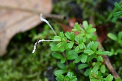 Peperomia conocarpa, photographed by Neptalí Ramírez Marcial