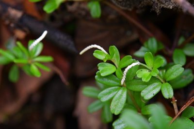 Peperomia conocarpa, photographed by Neptalí Ramírez Marcial