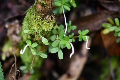 Peperomia conocarpa, photographed by Neptalí Ramírez Marcial