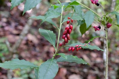 Monnina xalapensis, photographed by Neptalí Ramírez Marcial