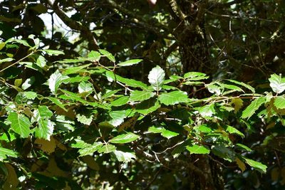 Quercus calophylla, photographed by Neptalí Ramírez Marcial