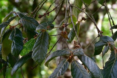 Quercus crassifolia, photographed by Neptalí Ramírez Marcial