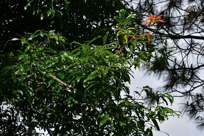 Quercus ocoteifolia, photographed by Neptalí Ramírez Marcial