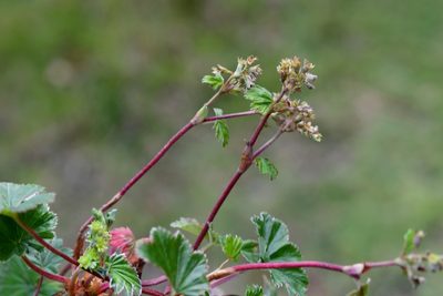 Alchemilla pectinata, photographed by Neptalí Ramírez Marcial
