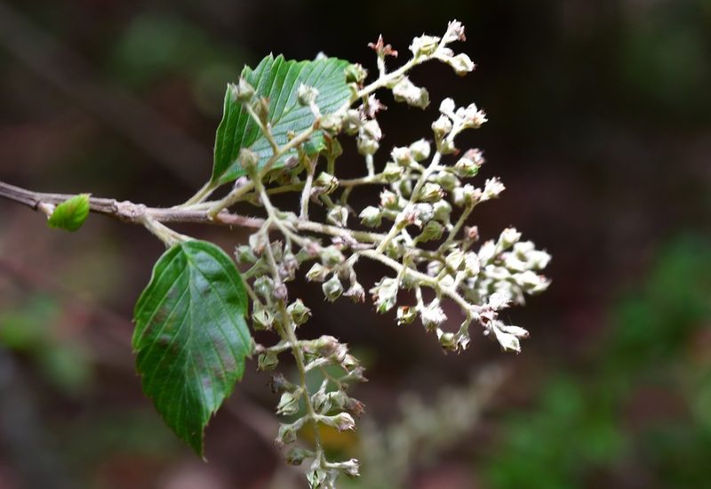 Holodiscus argenteus, photographed by Neptalí Ramírez Marcial