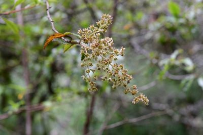 Holodiscus argenteus, photographed by Neptalí Ramírez Marcial