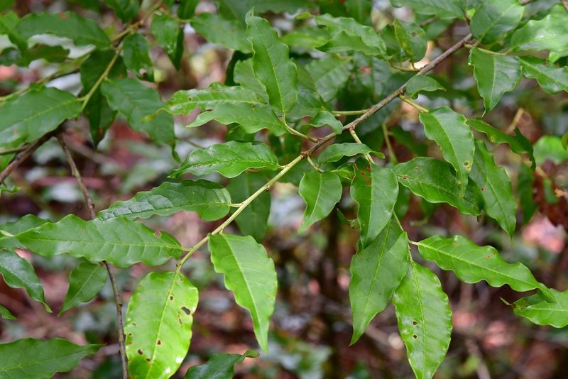 Prunus rhamnoides, photographed by Neptalí Ramírez Marcial
