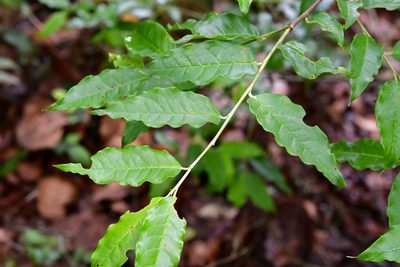 Prunus rhamnoides, photographed by Neptalí Ramírez Marcial