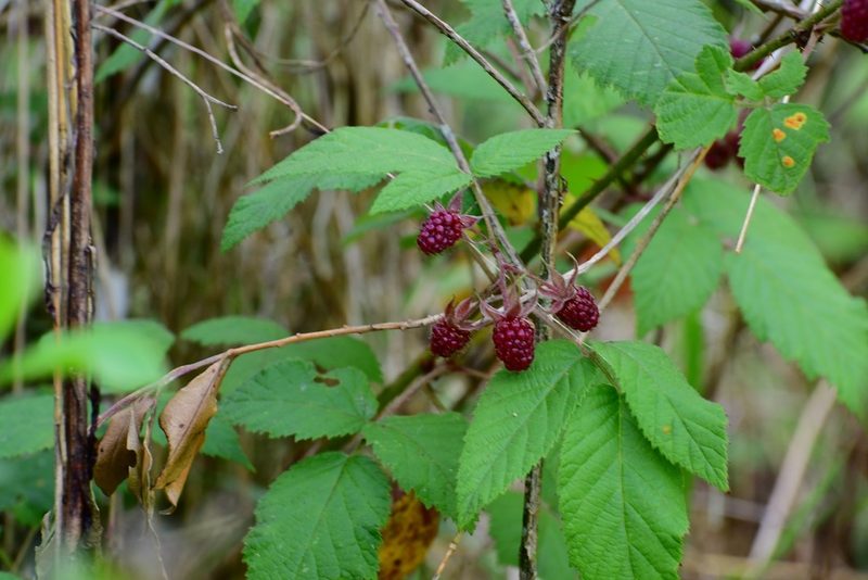 Rubus coriifolius, photographed by Neptalí Ramírez Marcial
