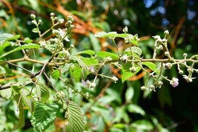 Rubus adenotrichos, photographed by Neptalí Ramírez Marcial