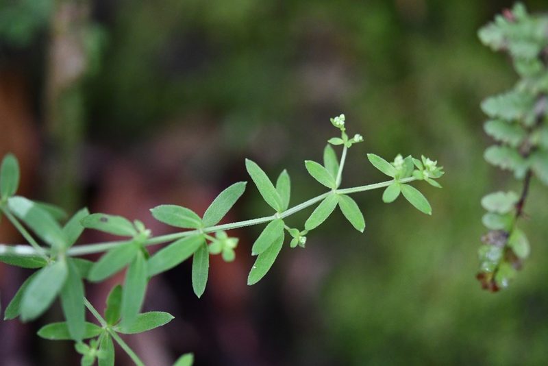Trichogalium aschenbornii, photographed by Neptalí Ramírez Marcial