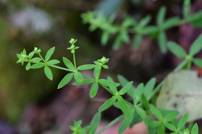 Trichogalium aschenbornii, photographed by Neptalí Ramírez Marcial