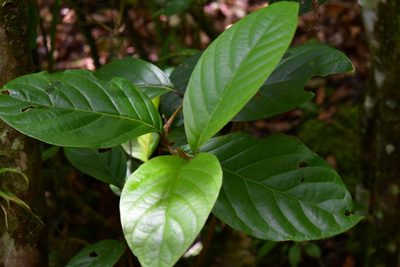 Rogiera amoena, photographed by Neptalí Ramírez Marcial
