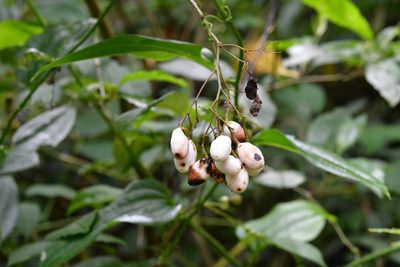 Cestrum guatemalense, photographed by Neptalí Ramírez Marcial