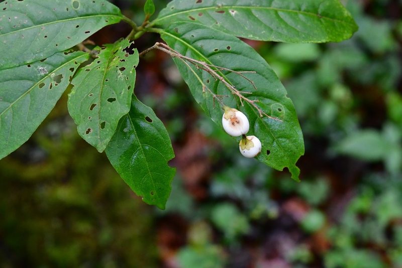 Cestrum guatemalense, photographed by Neptalí Ramírez Marcial