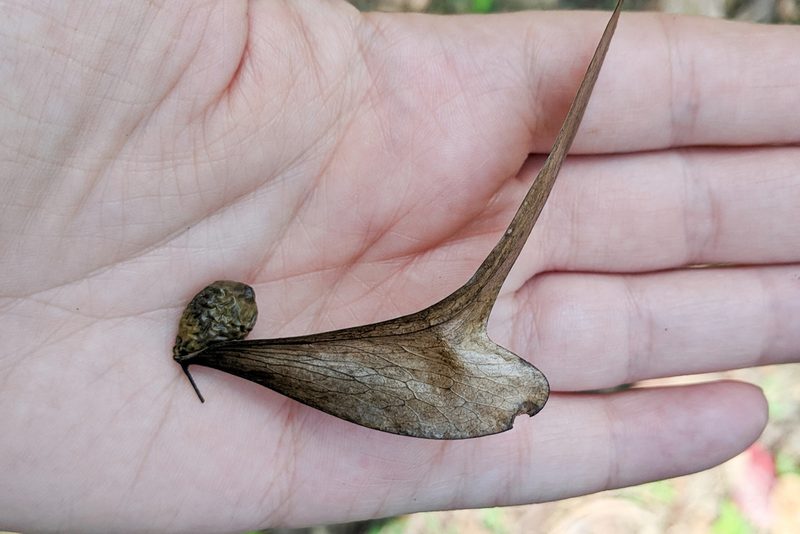 Pterocymbium tinctorium, photographed by Kristof Zyskowski