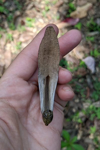 Pterocymbium tinctorium, photographed by Kristof Zyskowski