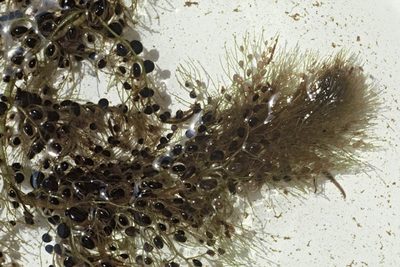Utricularia australis, photographed by Peter de Lange